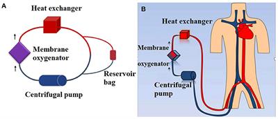 Effects of ex vivo Extracorporeal Membrane Oxygenation Circuits on Sequestration of Antimicrobial Agents